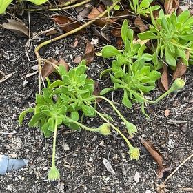 Photo of the plant species beach cabbage by @YiftGardenthyme named Zeus on Greg, the plant care app