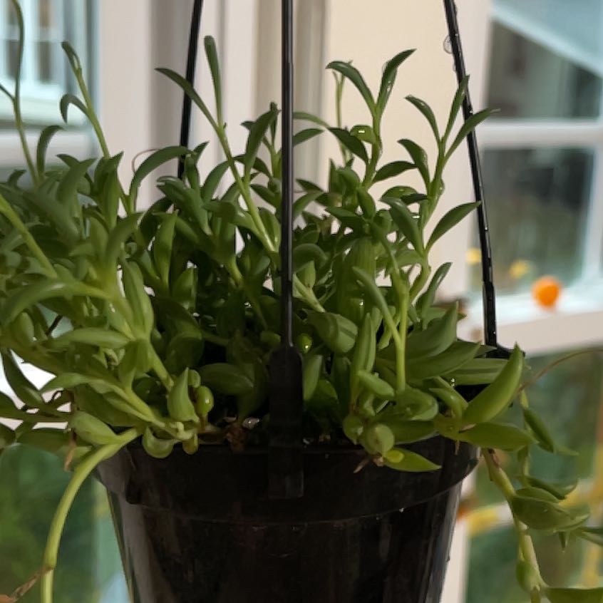 Photo of the plant species Blue Pickle Vine by @SocialFicusruby named Sahara on Greg, the plant care app