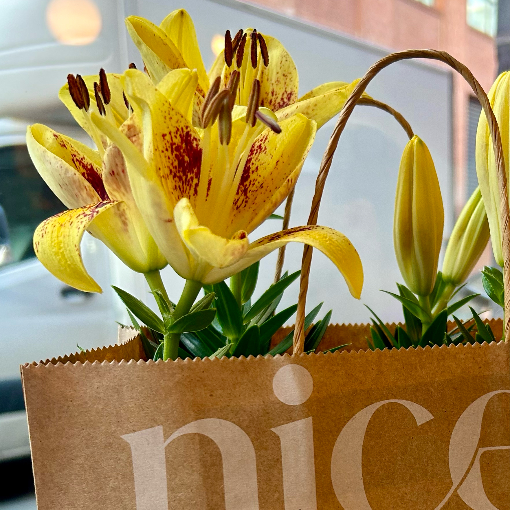 Photo of the plant species Asiatic Lily by @smiley named Sahara on Greg, the plant care app