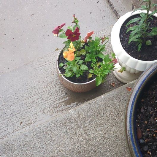 Photo of the plant species Wild Pansy by @CaringSedeveria named Dax on Greg, the plant care app