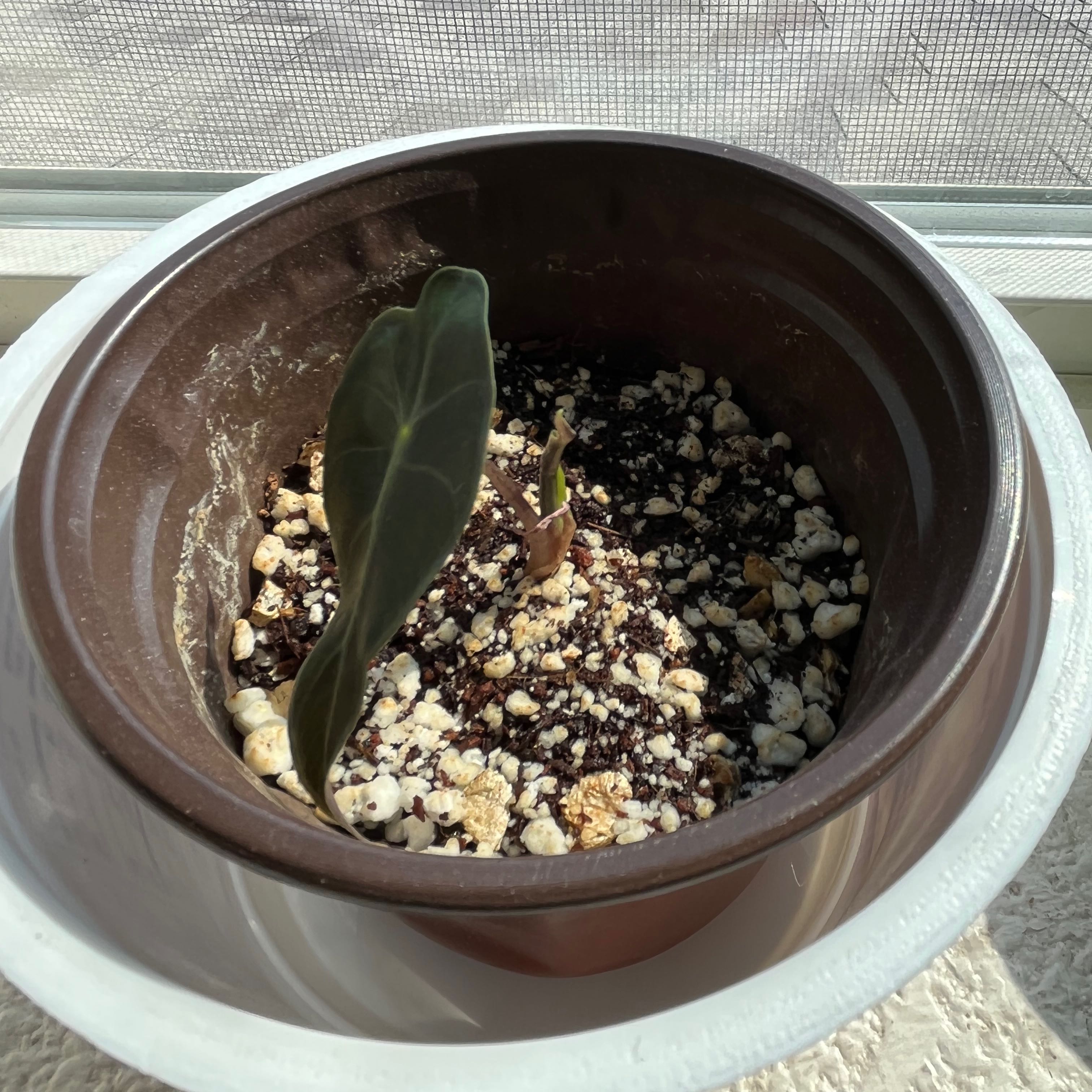 Potted Alocasia Amazonica 'Polly' plant with a single prominent leaf and visible soil.