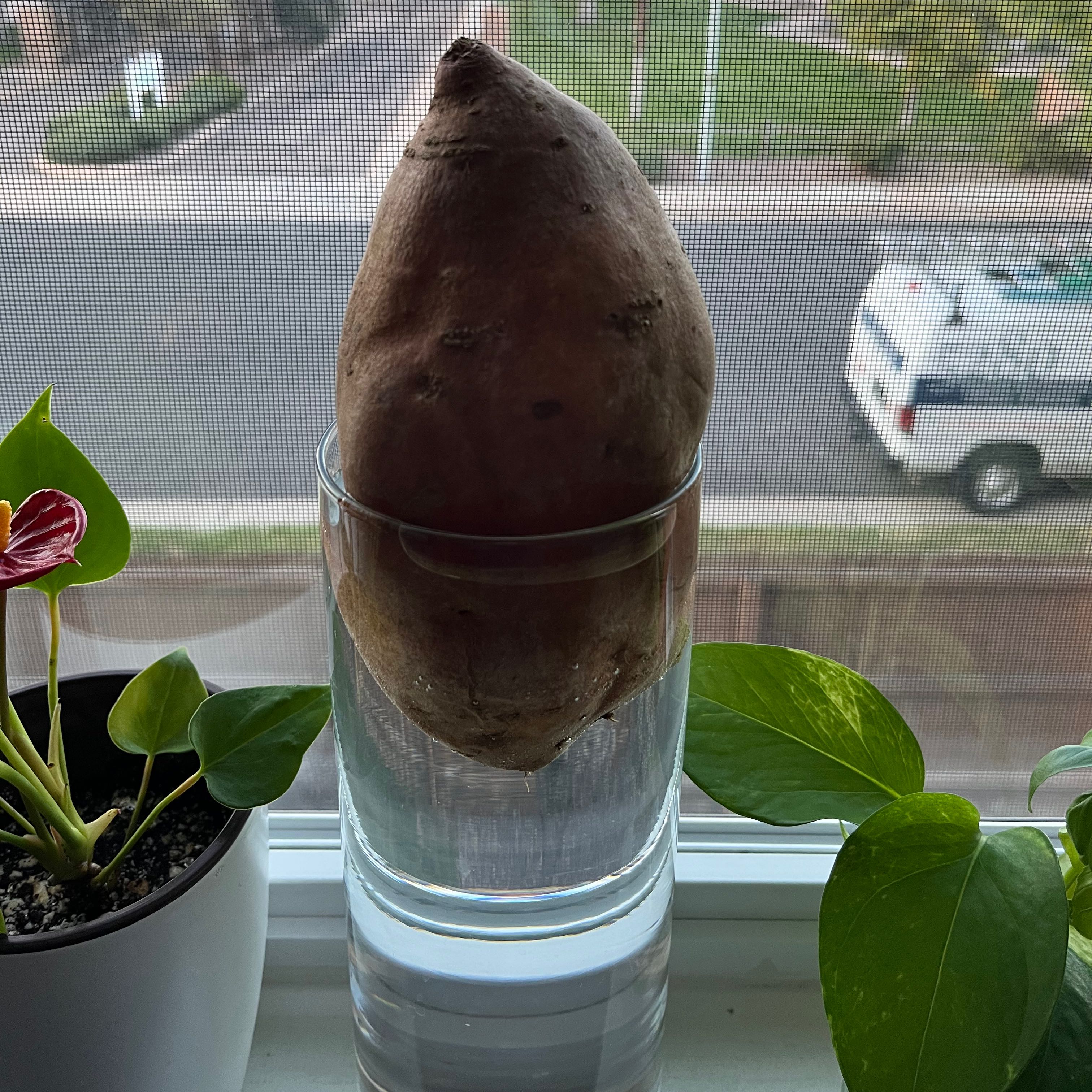 Close-up of a healthy sweet potato vine plant with a large purple tuber and green shoots growing in water on a sunny windowsill.