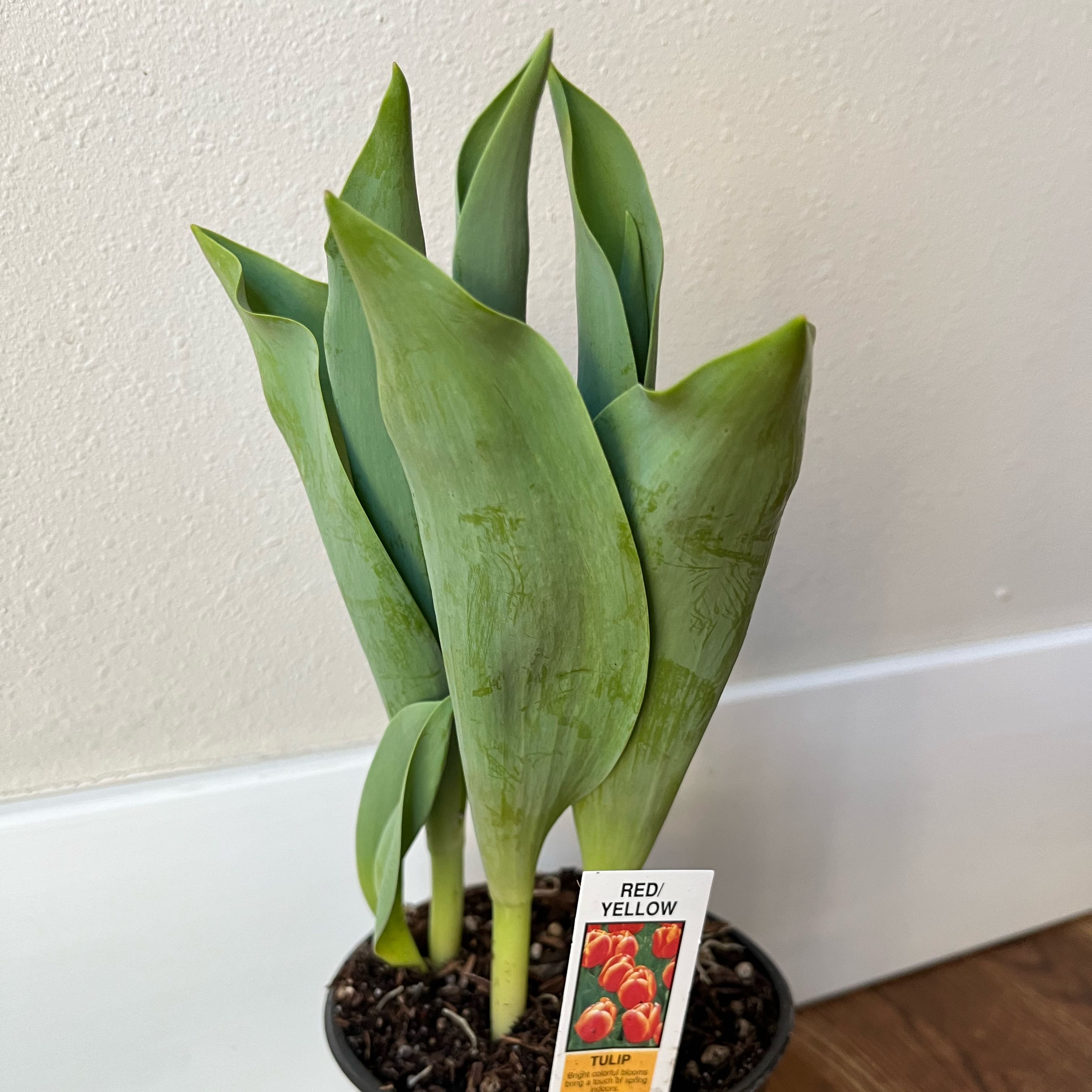 Garden Tulip plant in a pot with visible soil and a label indicating the species.