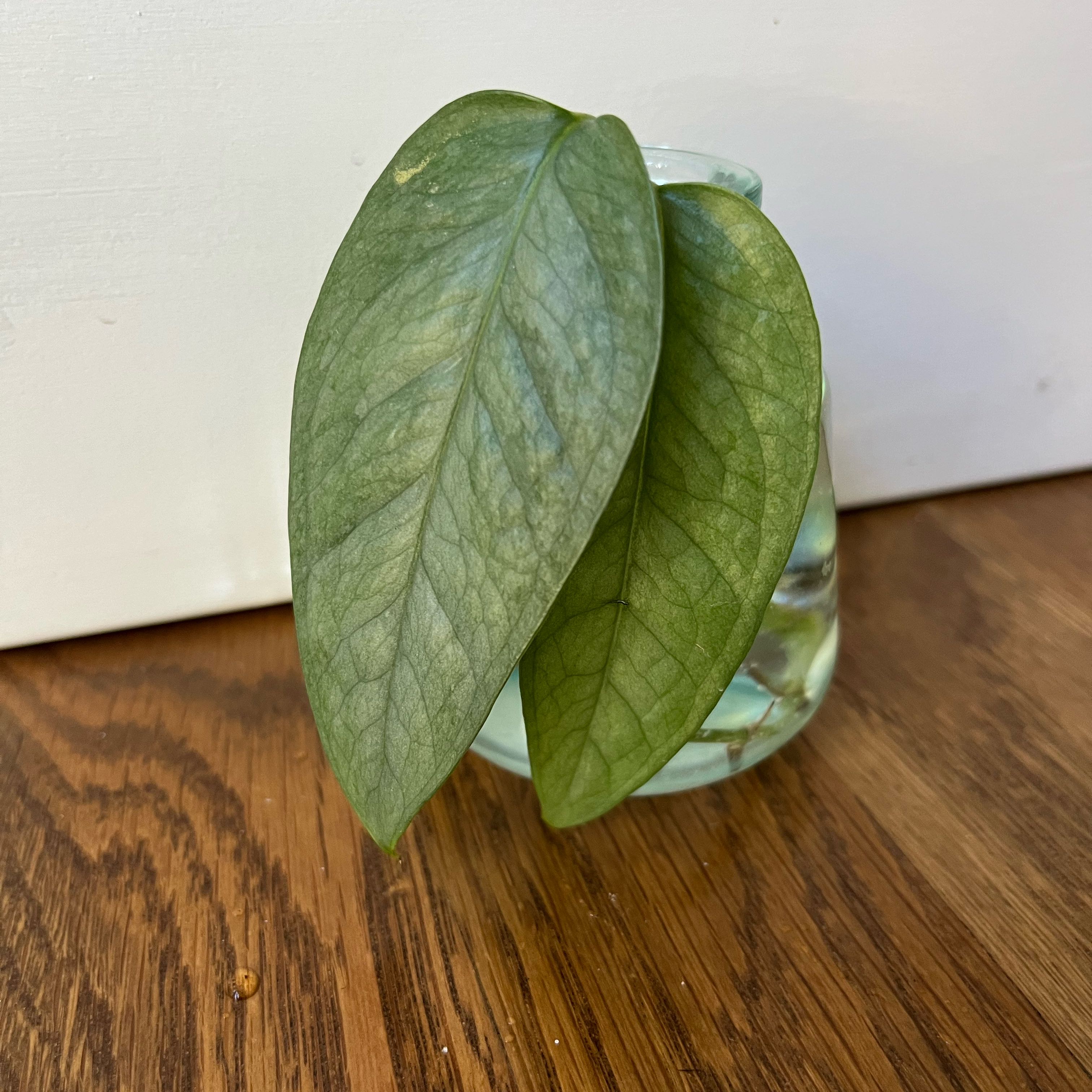 Cebu Blue Pothos plant with two healthy leaves in a glass container with water.