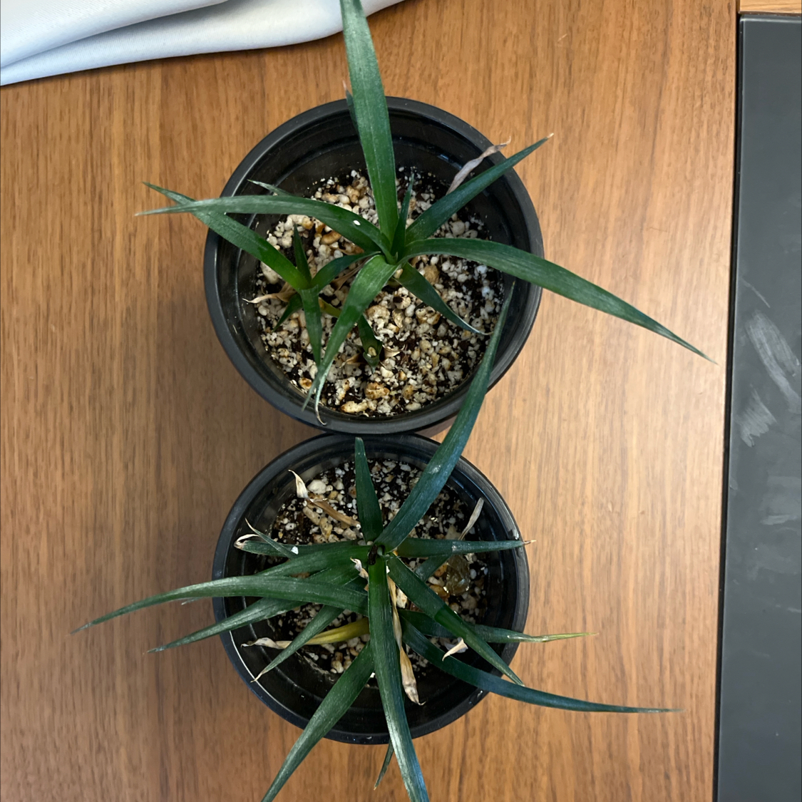 Healthy young pineapple plant in a black plastic pot, with long green leaves and slight browning on the tips, against a plain wood background.