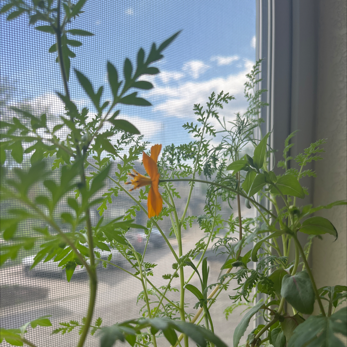 Healthy asparagus fern with lush green foliage and orange flower, growing indoors near a window with cloudy sky visible.