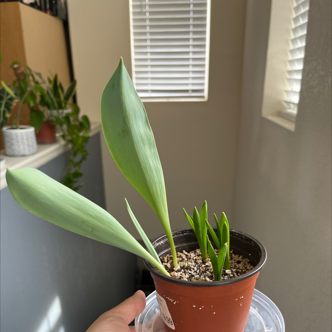 Potted Garden Tulip plant with green leaves, held by a hand.