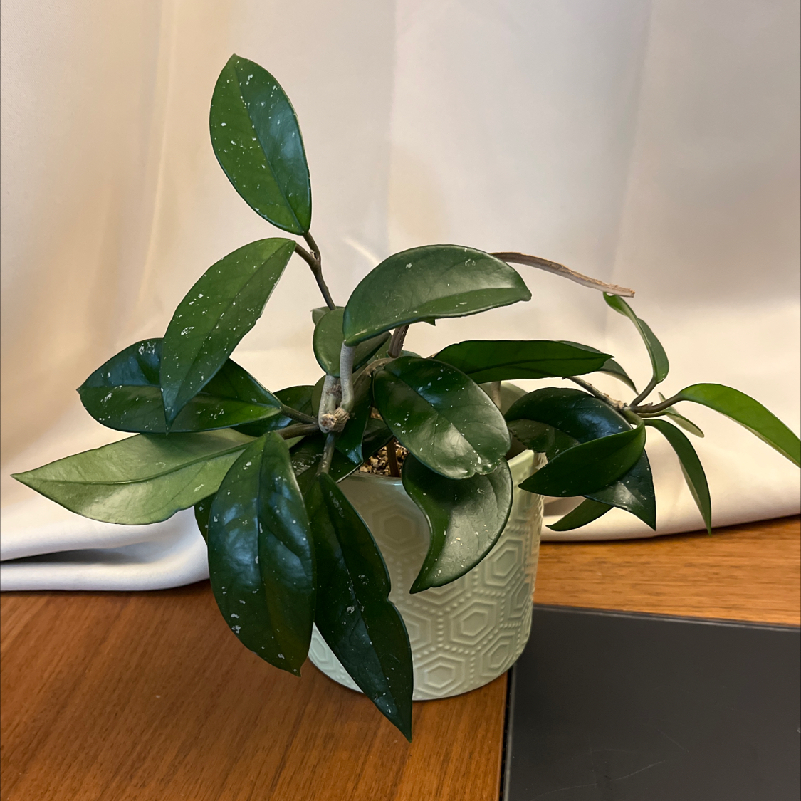 Scindapsus treubii 'Moonlight' plant in a decorative pot with healthy green leaves.