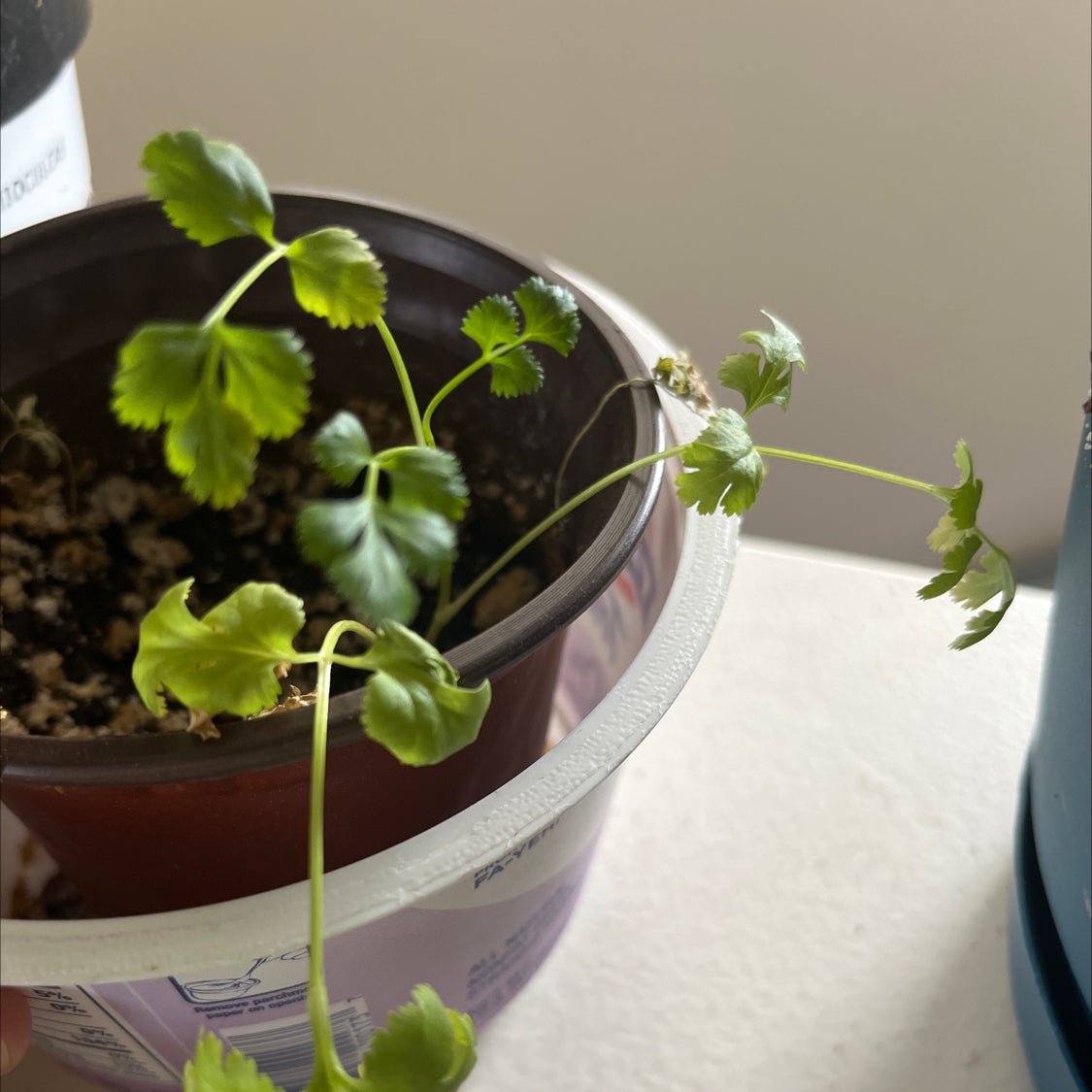 ️ When and Where Should I Trim My Coriander?