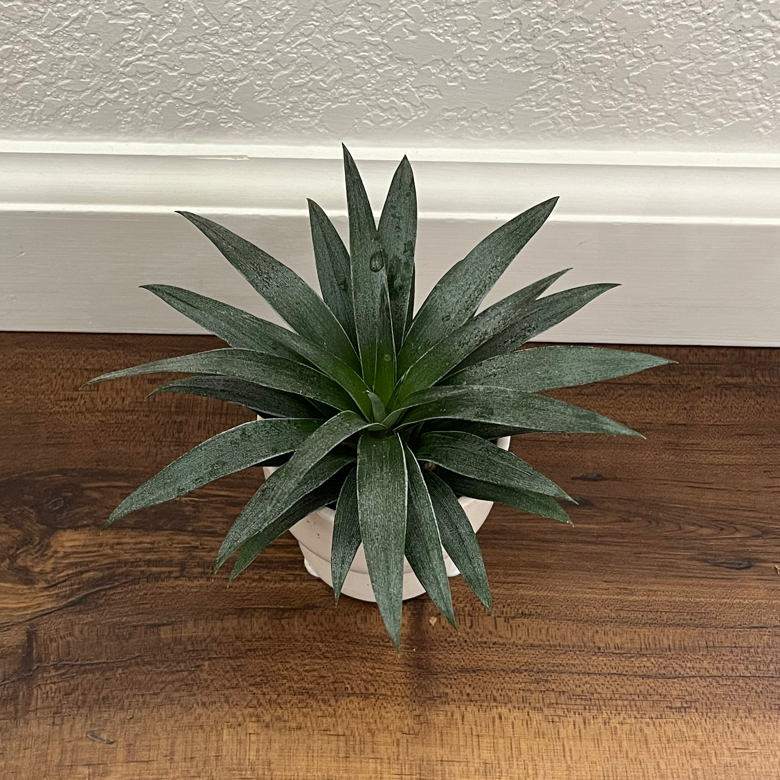 A healthy potted agave plant with long spiky green leaves, sitting on a wooden surface against a white wall.
