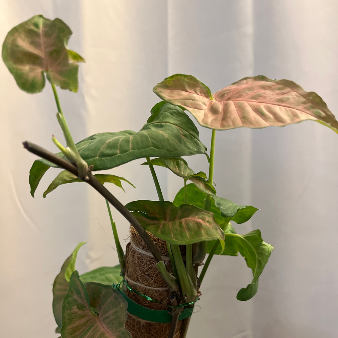 Pink Syngonium plant with healthy leaves, some showing characteristic pink coloration.