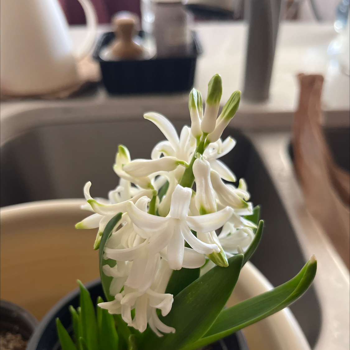 Garden Hyacinth with white flowers in a pot, placed near a kitchen sink.
