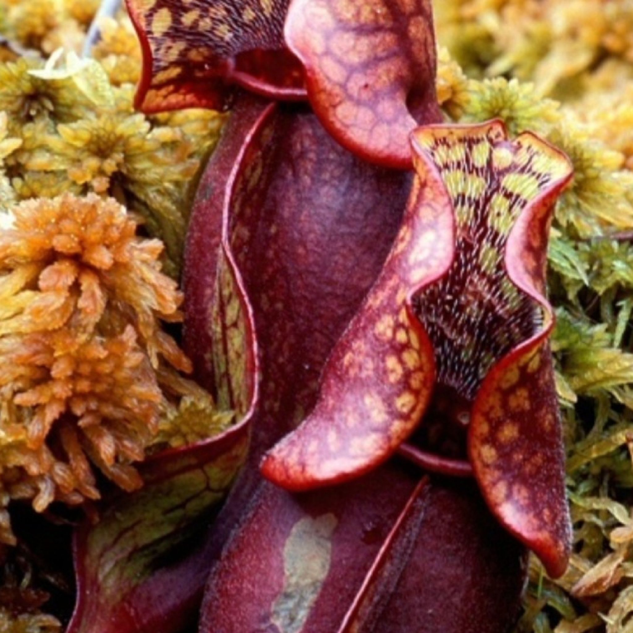 Photo of the plant species Southern Purple Pitcher Plant by @VipTuberouspea named Foxxy on Greg, the plant care app