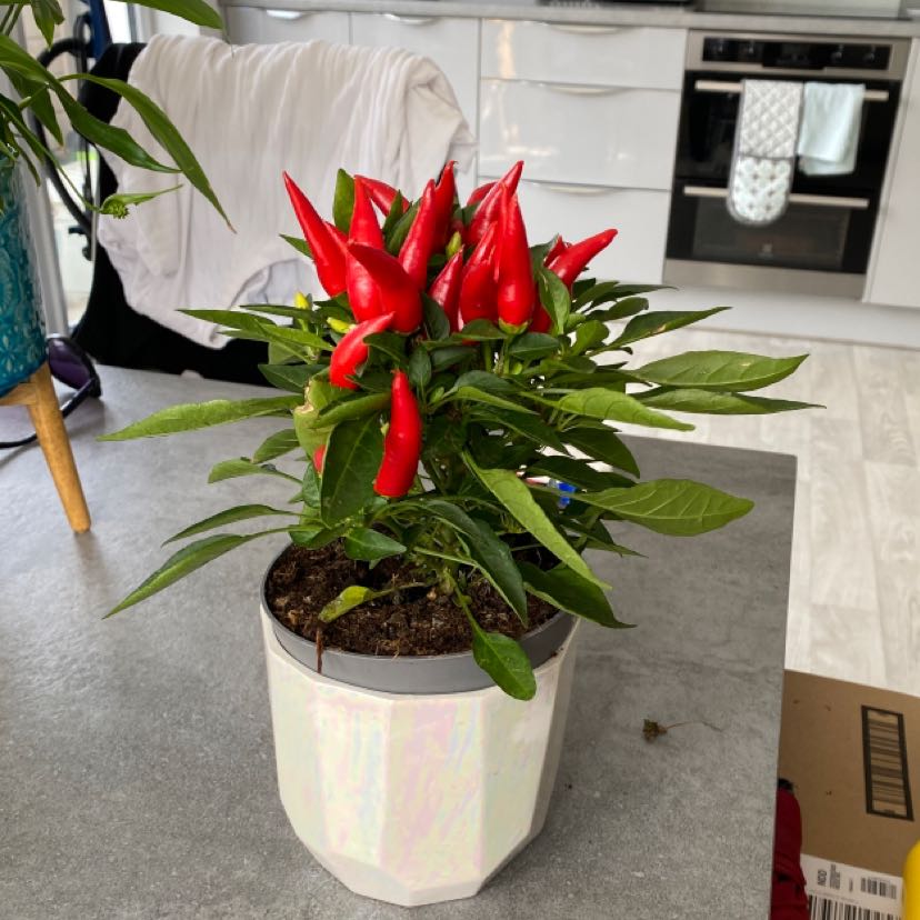 Photo of the plant species Pepper Plant by @emmaisapemma named Flea on Greg, the plant care app