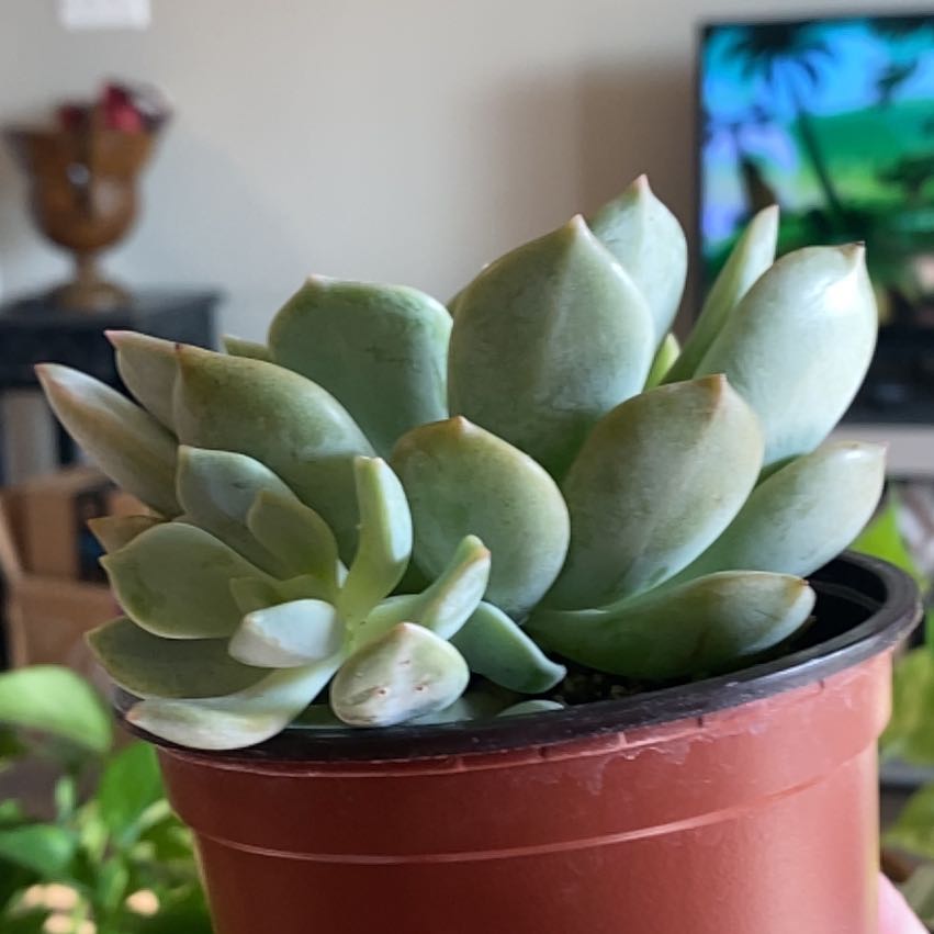 Photo of the plant species Graptoveria A Grim One by @BigMinttruffles named Naomi on Greg, the plant care app