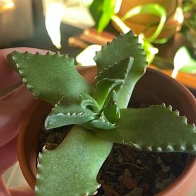 Photo of the plant species San Francisco Woodland-Star by @BigMinttruffles named Madonna on Greg, the plant care app