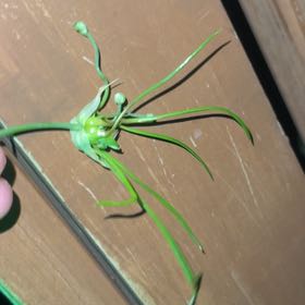 Photo of the plant species Fraser Meadow Garlic by @PetiteSmokebush named Sproutacus on Greg, the plant care app