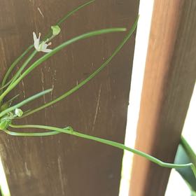 Photo of the plant species Fraser Meadow Garlic by @PetiteSmokebush named Ronaldo on Greg, the plant care app