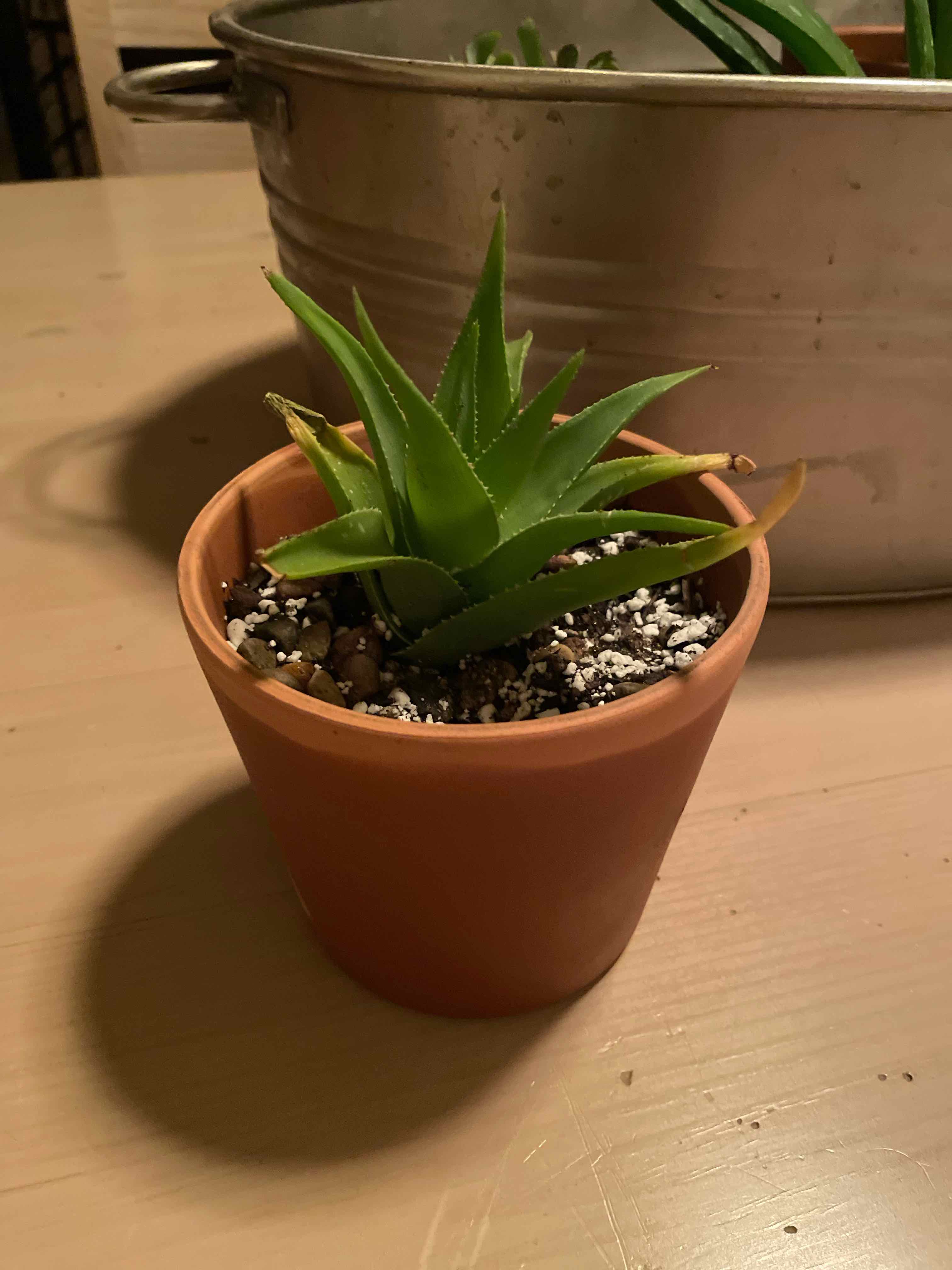 Candelabra Aloe plant in a terracotta pot with visible soil and slight yellowing on one leaf.