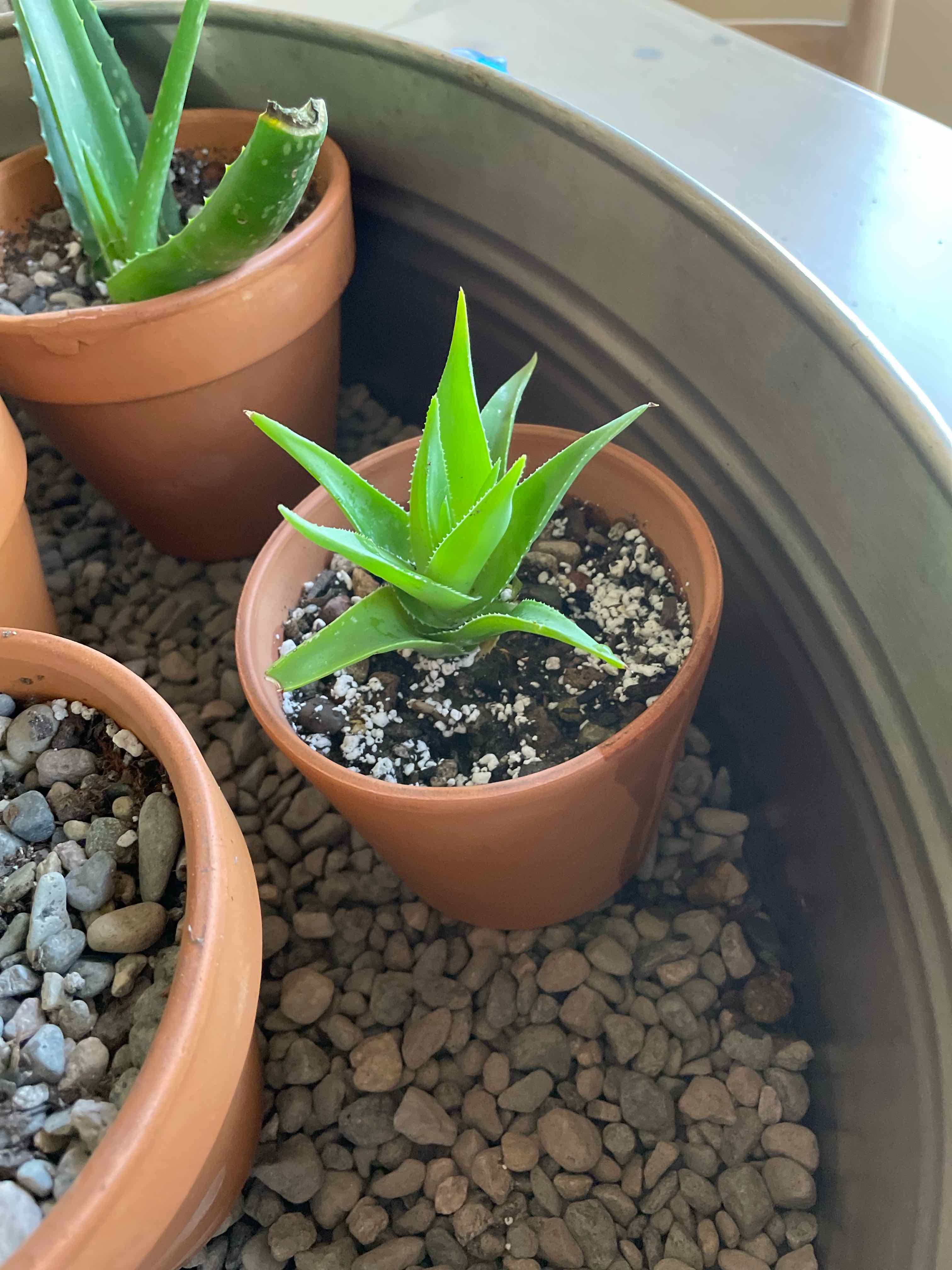 Healthy Candelabra Aloe plant in a terracotta pot with visible soil and no signs of disease.
