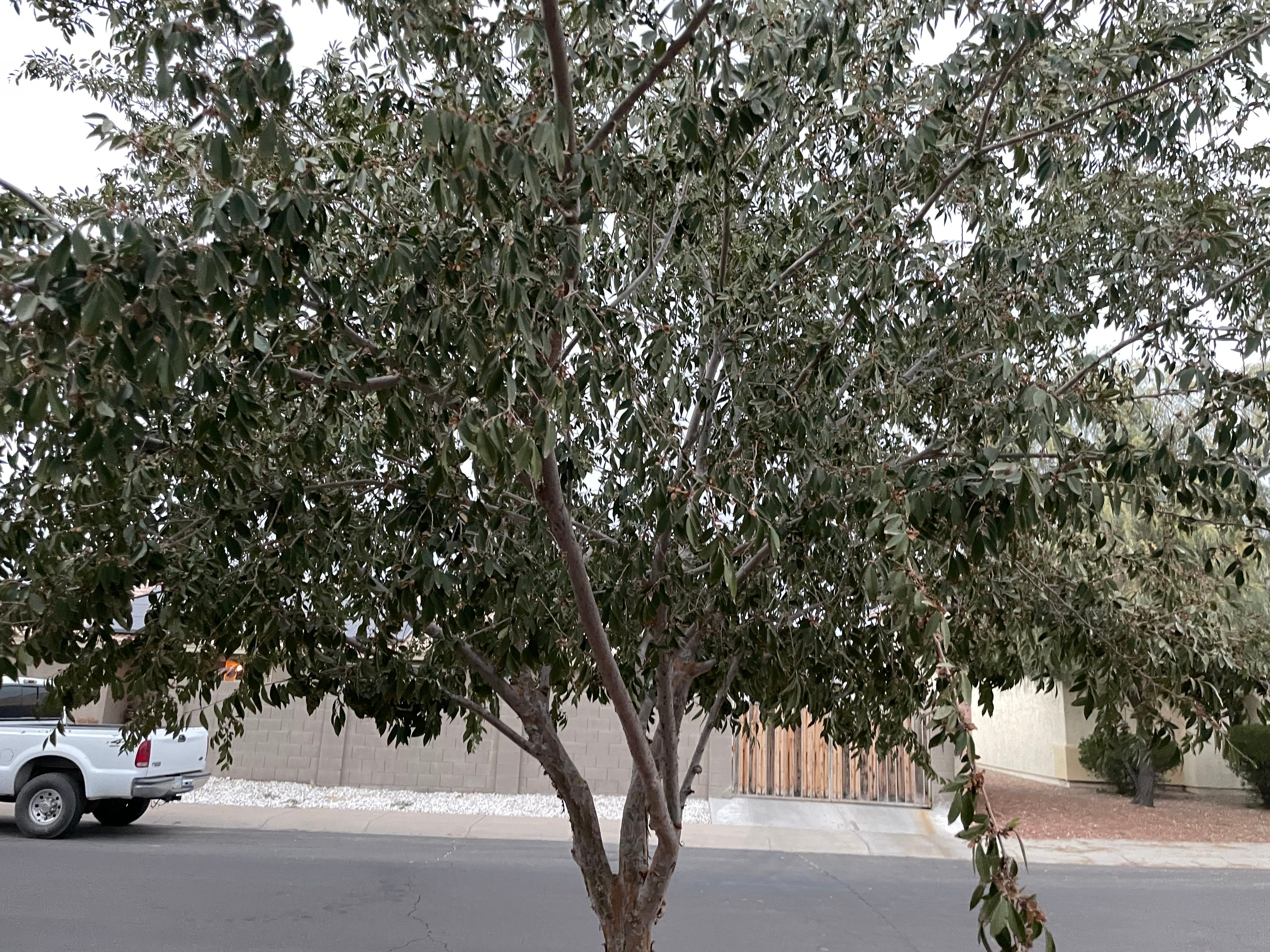 Why Are There Black Spots on My Tree Heath Leaves?