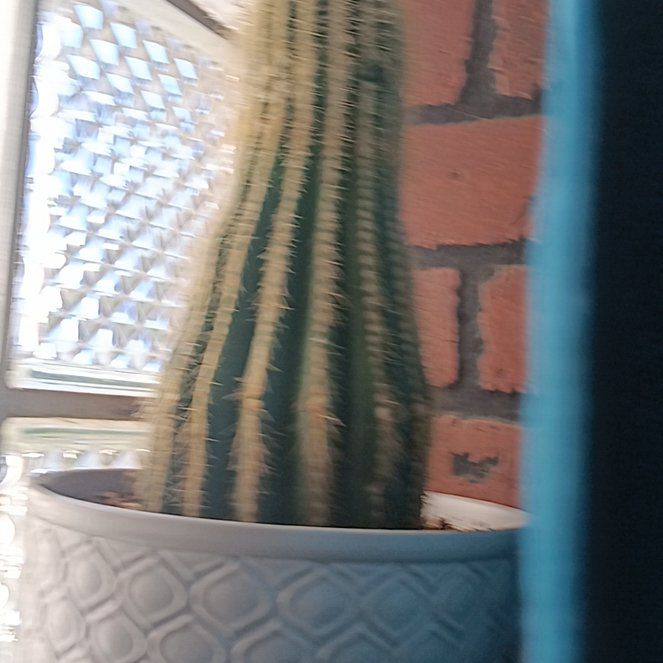 Photo of the plant species Blue Columnar Cactus by @ellysgreenery named Nithin on Greg, the plant care app