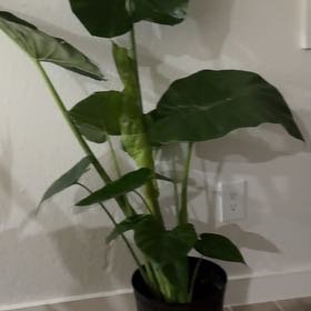 Photo of the plant species Elephant Ear Or Dark Star by @WinFlamevine46 named Rainier on Greg, the plant care app