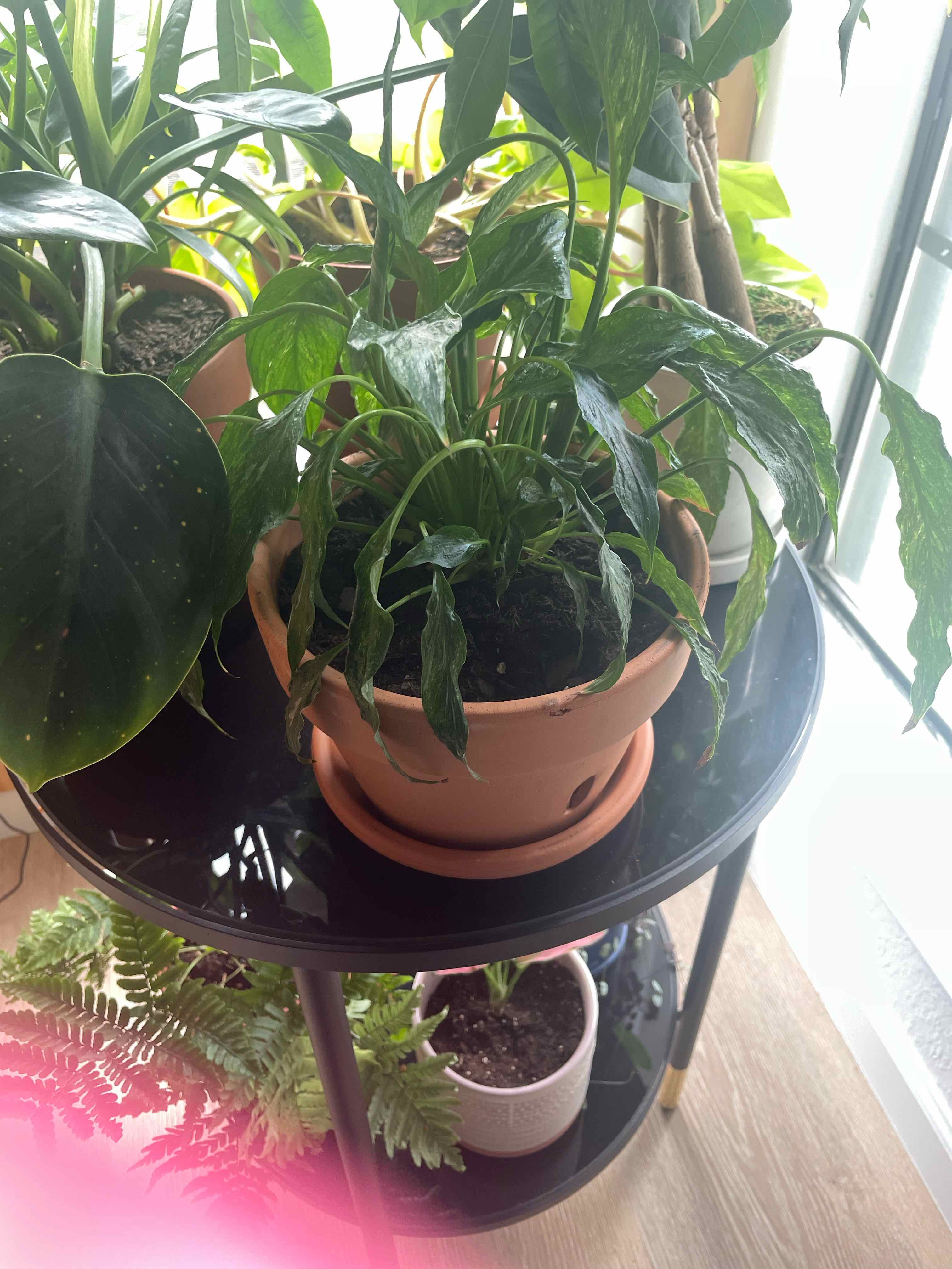 Domino Peace Lily in a terracotta pot on a black table with other plants in the background.