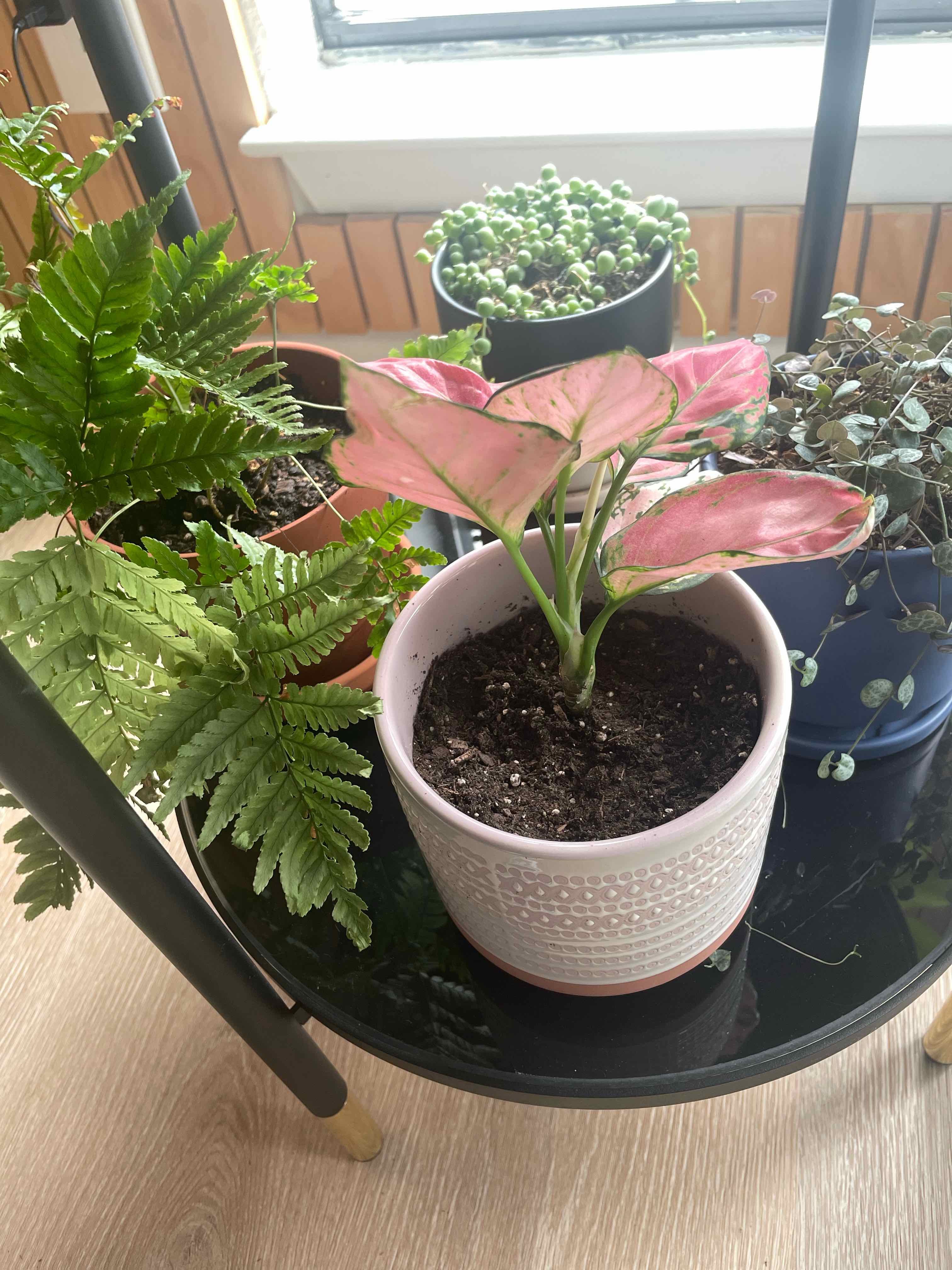 Pink Dalmatian Aglaonema in a pot on a table with other plants, soil visible.