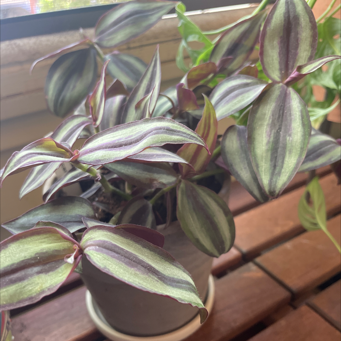 Wandering Dude 'Burgundy' plant in a pot with variegated green and burgundy leaves.