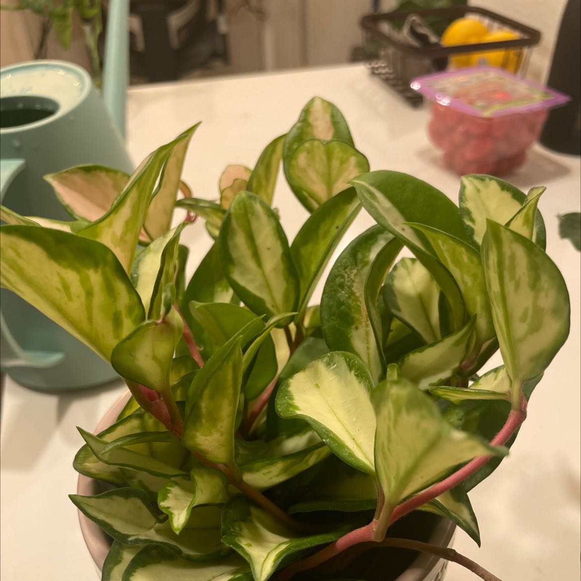 Healthy Exotic Hoya plant with variegated leaves in a pot.