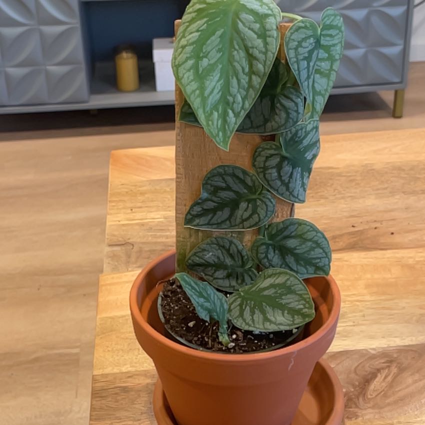 Shingle Plant in a terracotta pot climbing a wooden plank, healthy green leaves.