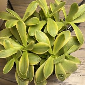 Photo of the plant species Assorted Crassula by @BusyFirecroton named Queen on Greg, the plant care app