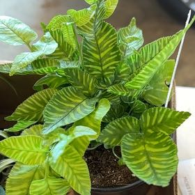 Photo of the plant species Bamboo Golden Zebra FERN by @HolyTreeheath29 named Elina on Greg, the plant care app