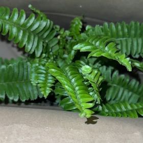 Photo of the plant species Jesters Crown Fern by @ZingyFuchsia79 named Patricia on Greg, the plant care app