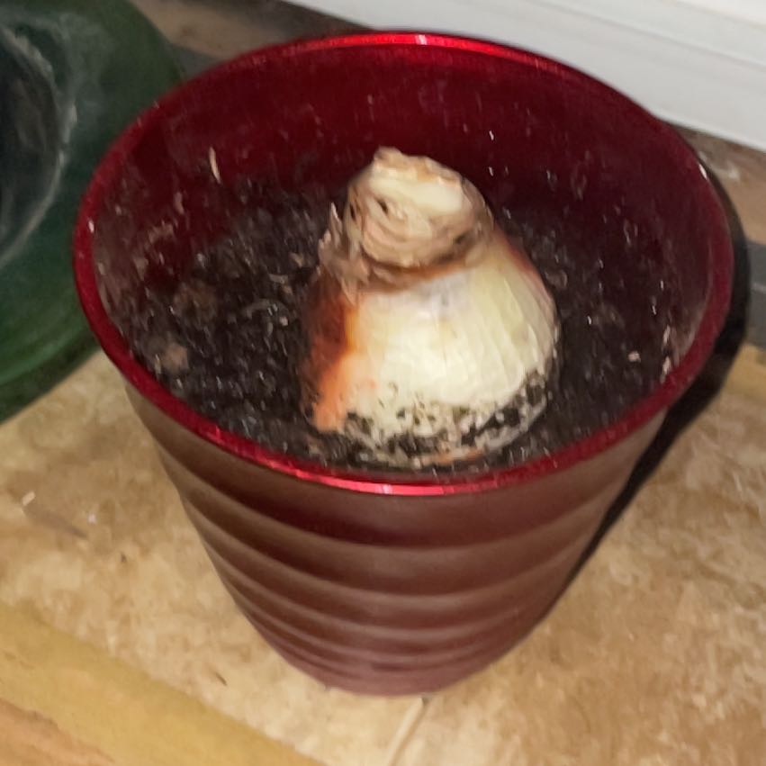 Photo of the plant species Ferrari Amaryllis by @ResilientRedash named Nithin on Greg, the plant care app