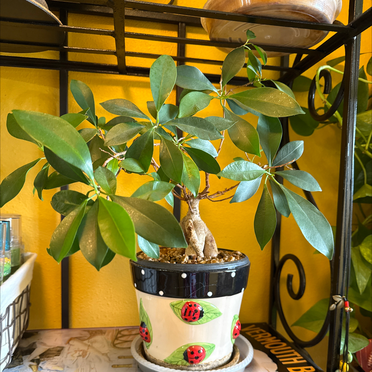 Photo of the plant species Gardiena Bonsi by @ZestMothorchid named Harry on Greg, the plant care app