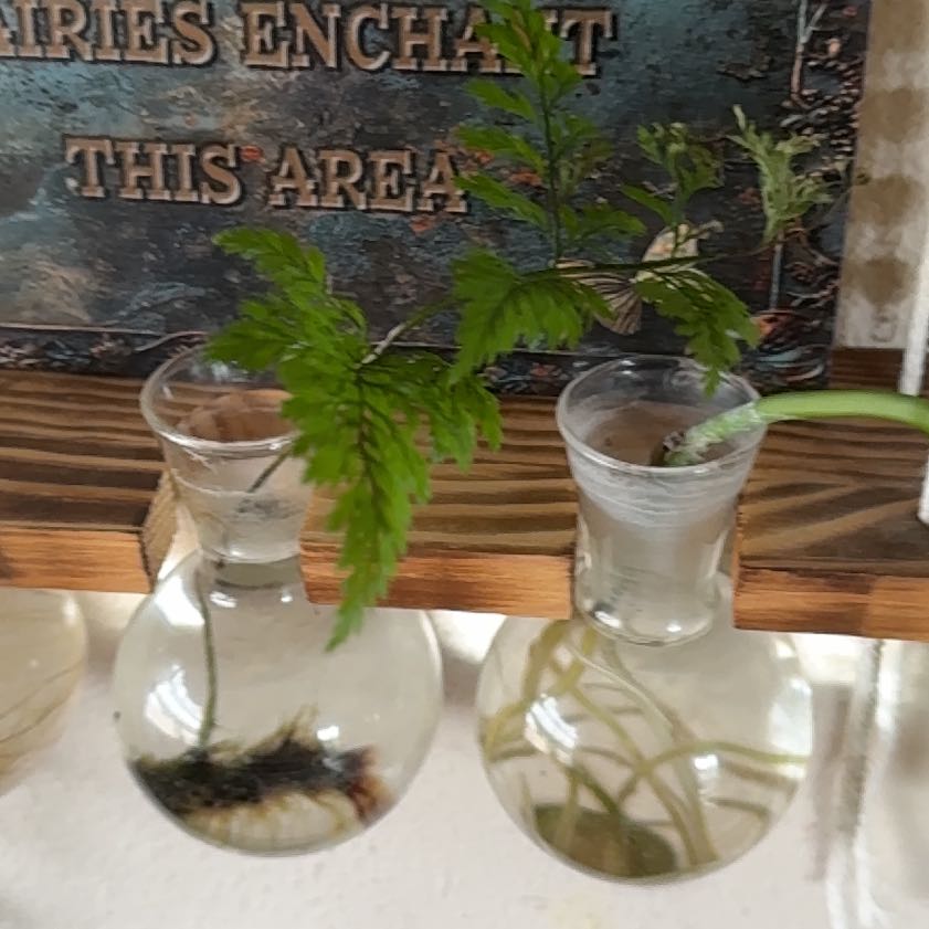 Photo of the plant species Davallia Trichomanoides by @ZestMothorchid named Clooney on Greg, the plant care app