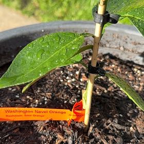 Photo of the plant species Washington Naval Orange by @GemLoquat35 named Dax on Greg, the plant care app