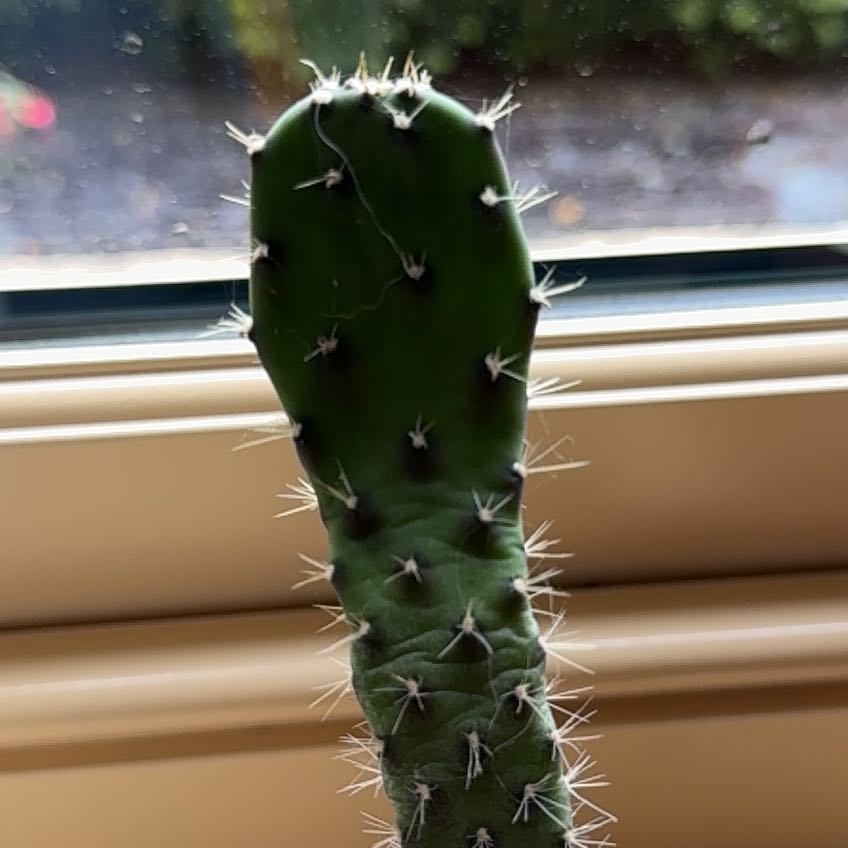 Photo of the plant species Coastal Pricklypear by @PremiumGasplant named Maya on Greg, the plant care app