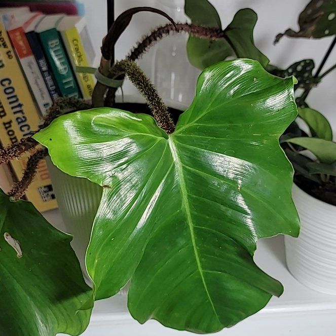 Photo of the plant species Philodendron by @ElatedLarkspur named Emerald Ripcurl on Greg, the plant care app