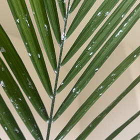 Photo of the plant species Nikau Palm by @CoolDragonstail named Kesha on Greg, the plant care app