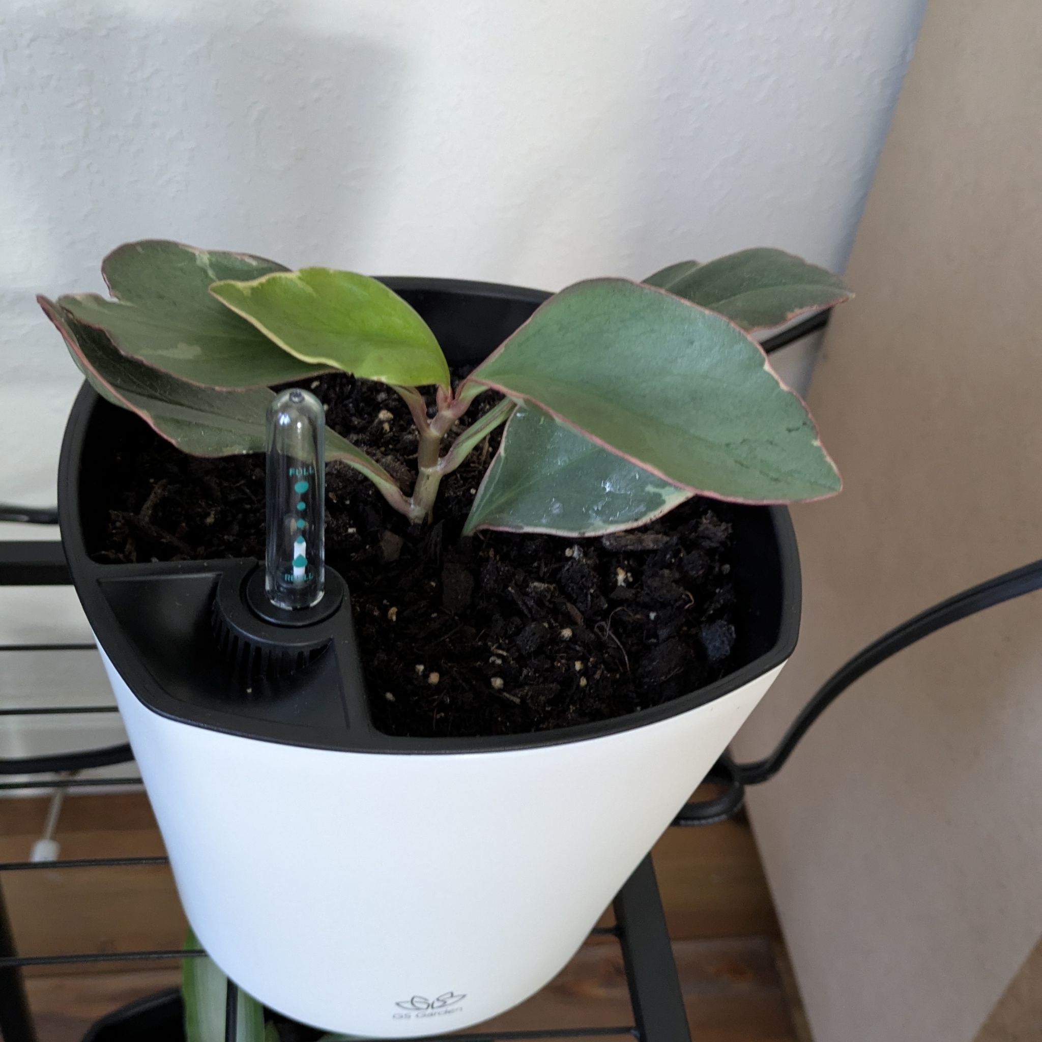 Photo of the plant species Rubber Plant by @Raymund named Drake on Greg, the plant care app