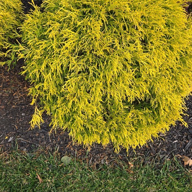Photo of the plant species Chamaecyparis pisifera 'Minta' by @GiddyWharangi named Gold Mop on Greg, the plant care app