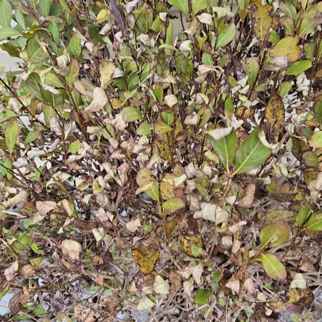 Photo of the plant species Black Chokeberry by @GiddyWharangi named Fernie Saunders on Greg, the plant care app