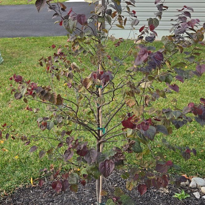 Photo of the plant species Caribbean Copper Plant by @GiddyWharangi named Doja Cat on Greg, the plant care app