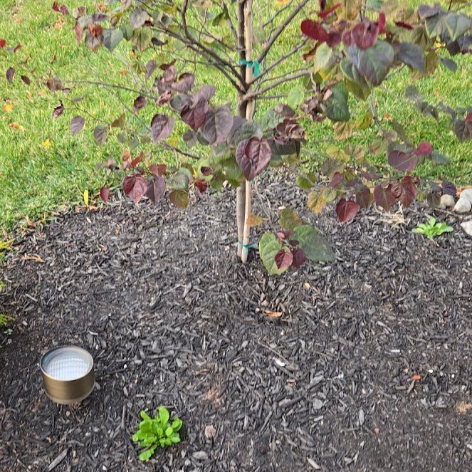 Photo of the plant species Bellyache Bush by @GiddyWharangi named Bigleef Smalls on Greg, the plant care app