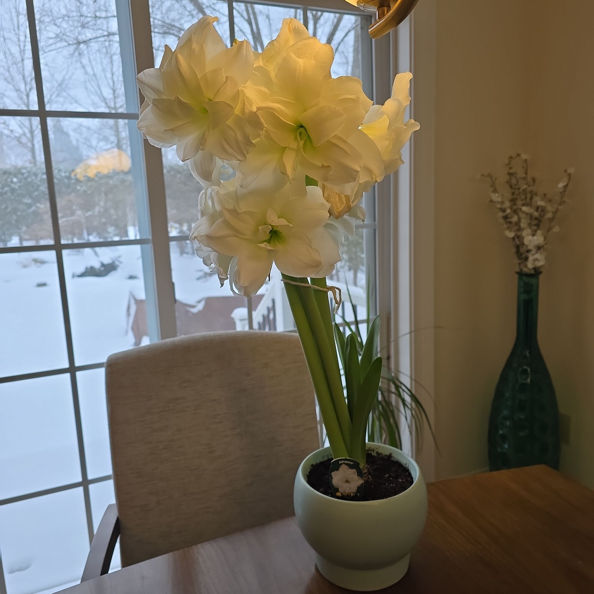 Photo of the plant species Amaryllis by @MigrantLion named Amari on Greg, the plant care app