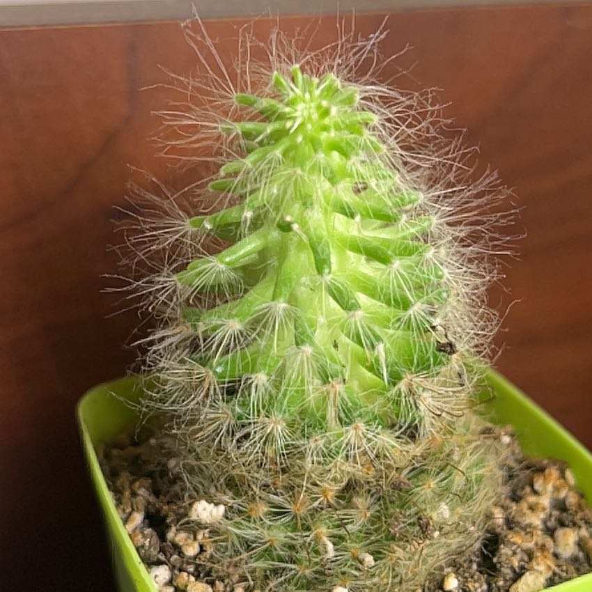 Image of a healthy Twin Spined Cactus in a pot with visible soil.