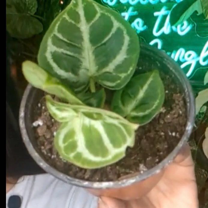 Photo of the plant species Anthurium Doriyaki by @PlantMamaFleig named Verdantia on Greg, the plant care app